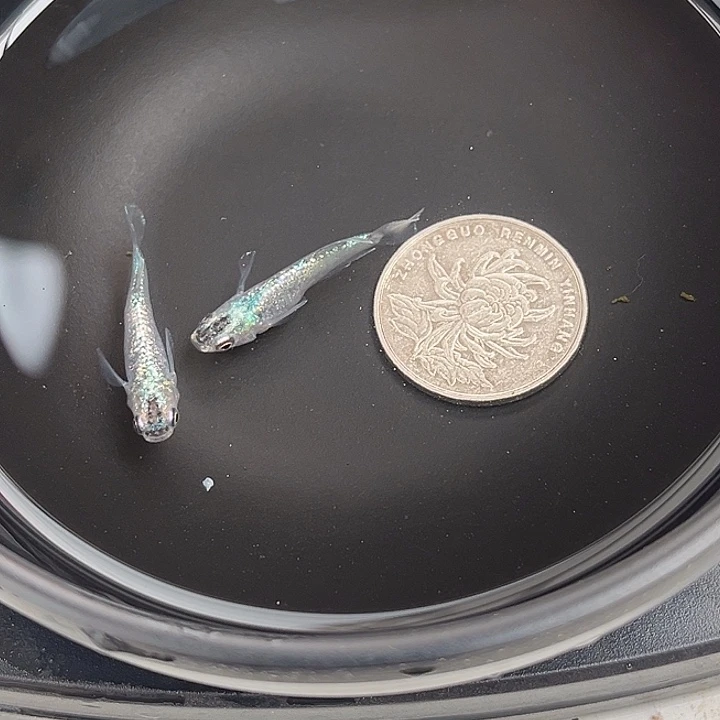 青鳉鱼光体妖精2条7号