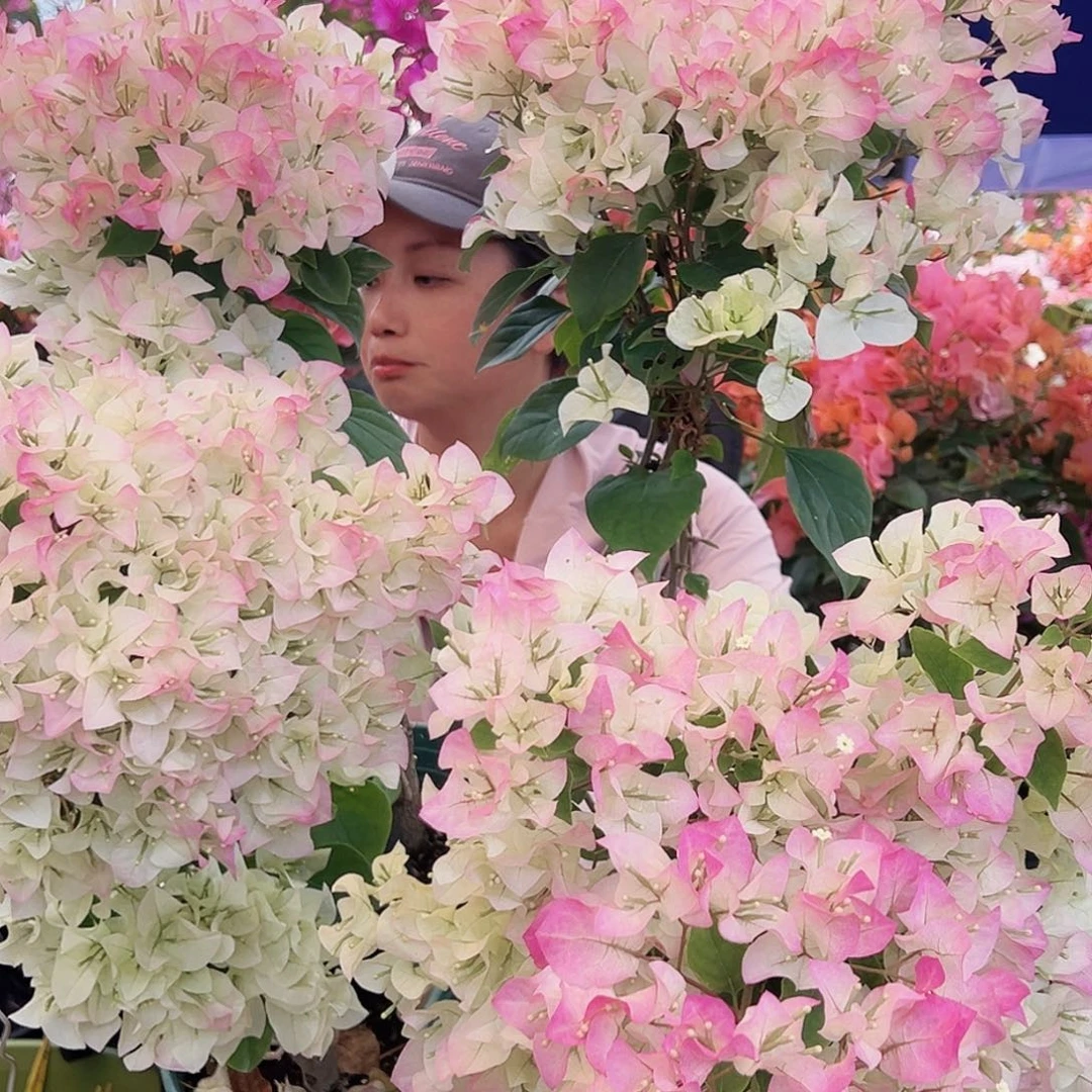 大部分花苞少量开放绿樱棒棒糖带竹一棵