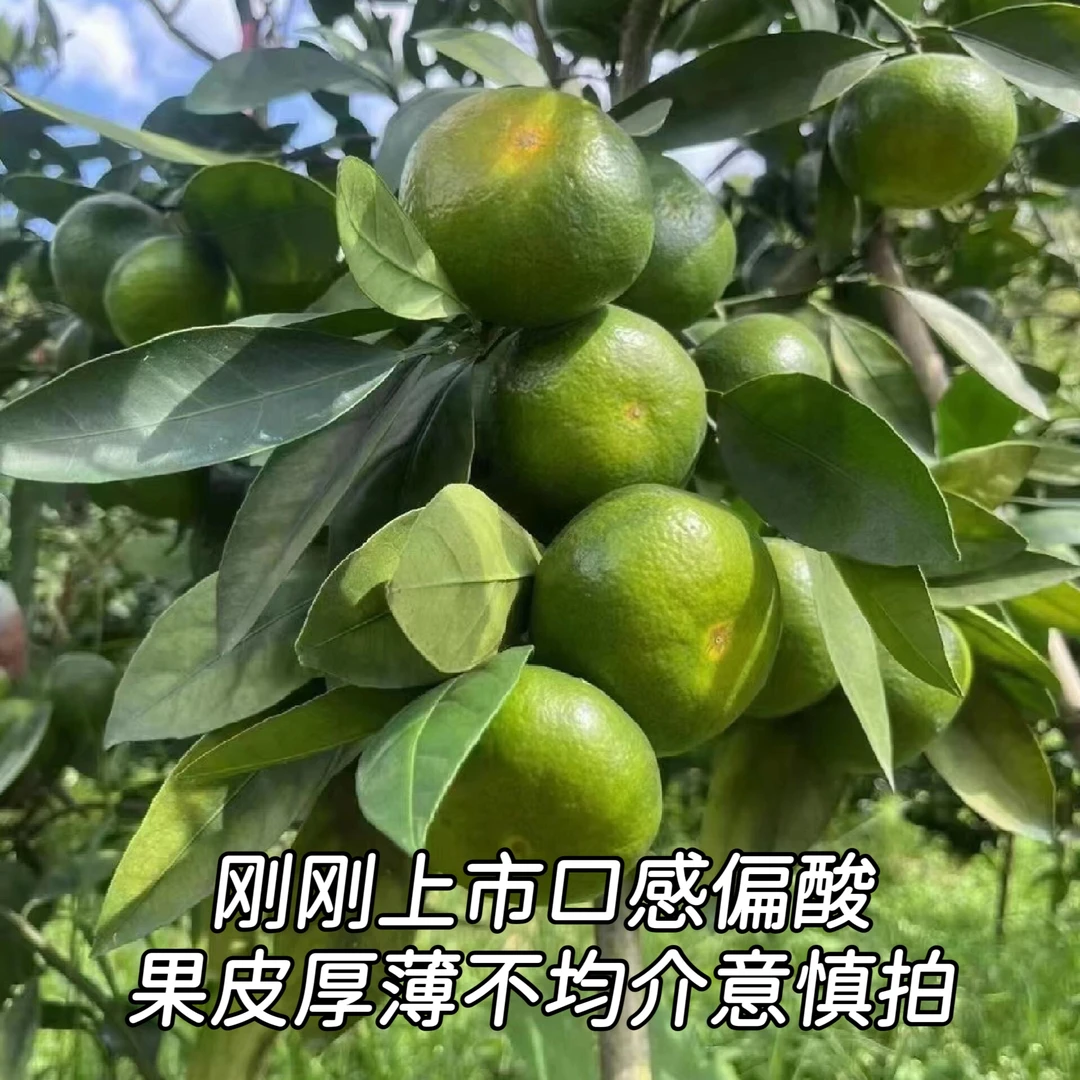 （头茬青皮蜜桔）顺丰直达现摘蜜橘特早熟当季橘子孕妇水果无核蜜桔