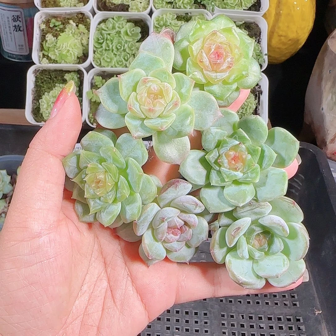 0824---23糖心珍妮