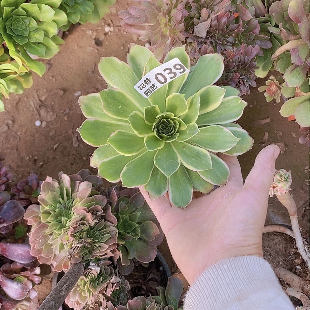 39 号20元包邮不包断枝年后发货