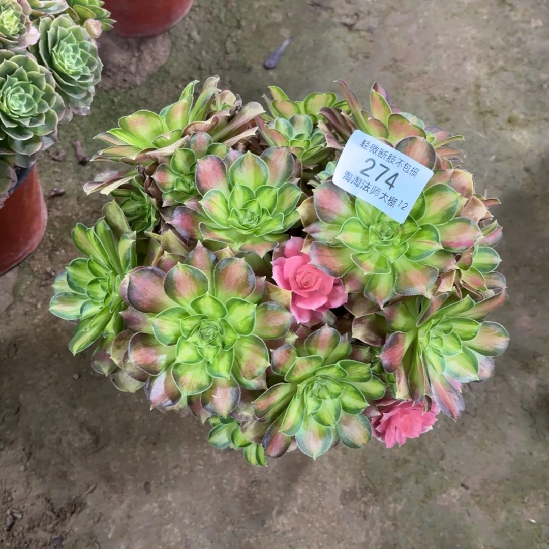 274韶华多肉丛林法师