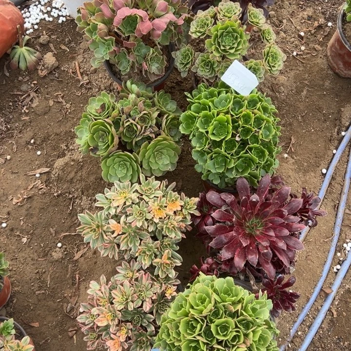 筱***筠15号5颗多肉植物，不包断头