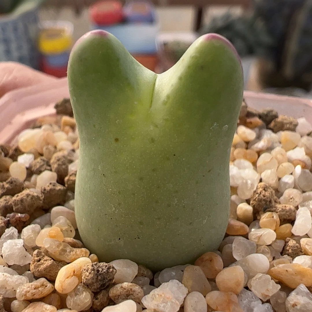 皮卡丘多肉植物百科1