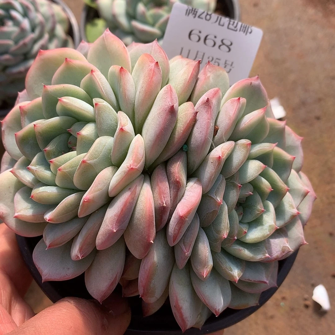 【闪购商品】云668