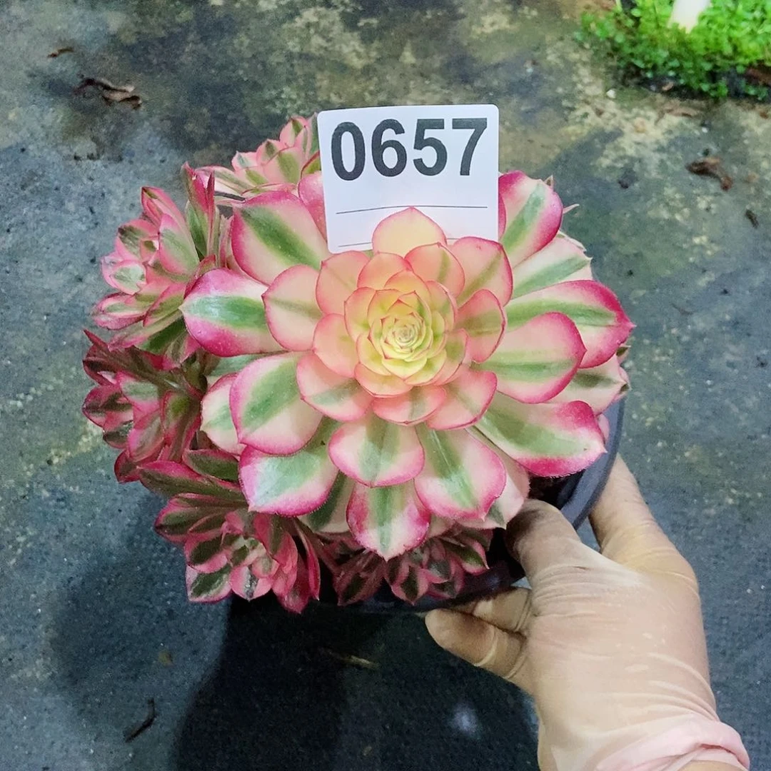 红陶@**小0657倾城3冠服15多肉