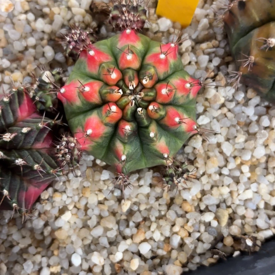 154-0104泰国发货多肉