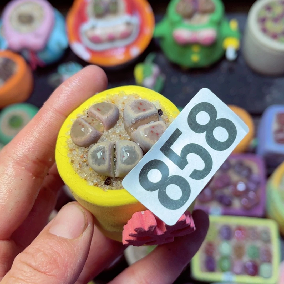 858生石花带盆发