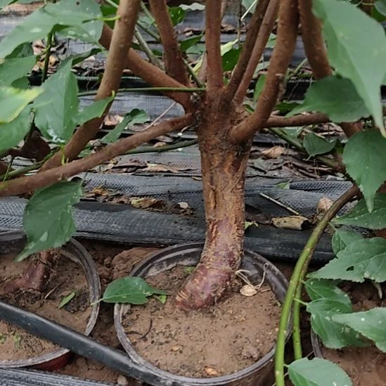 周***子无花朵梅花盆景精品造型