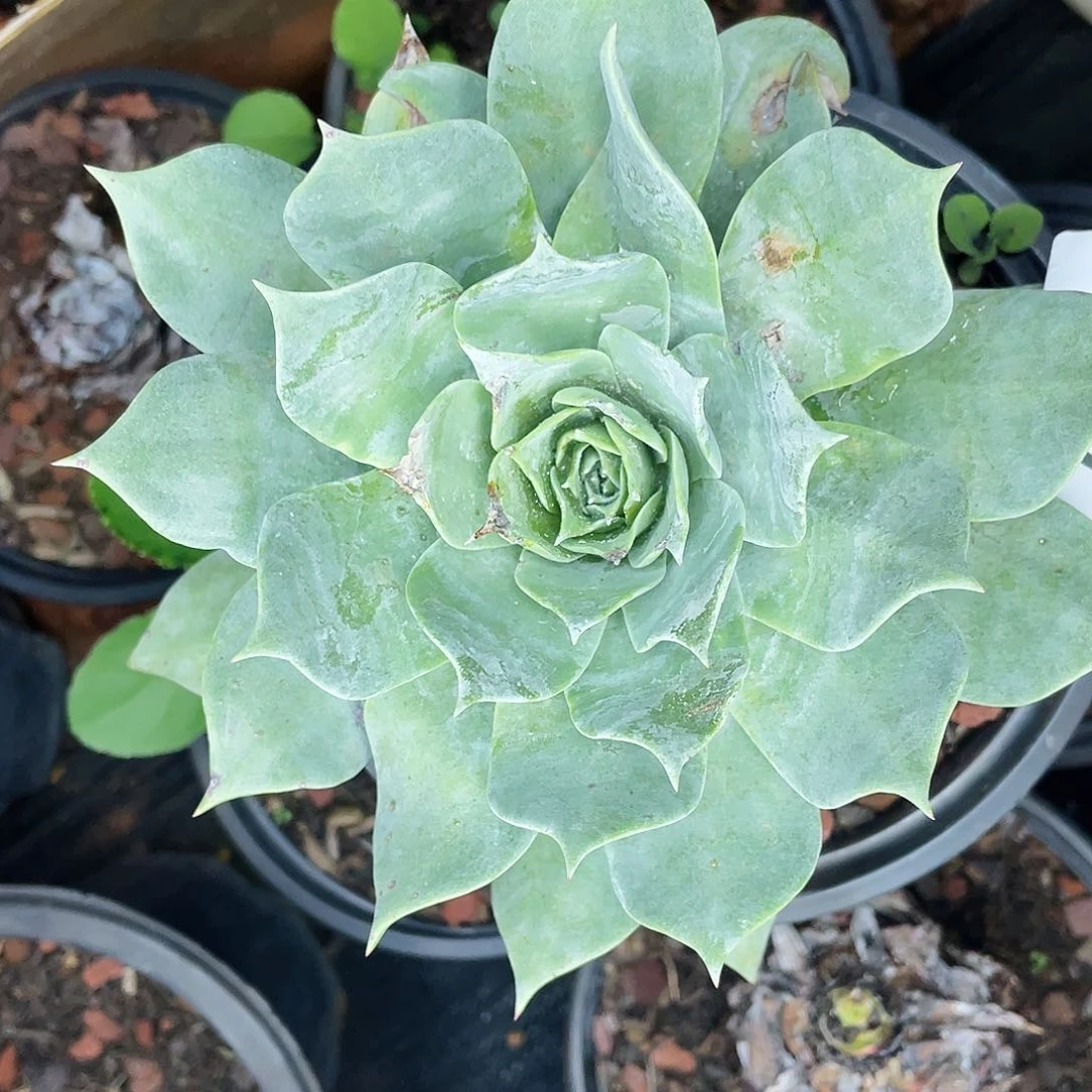 雪山老桩单头6087