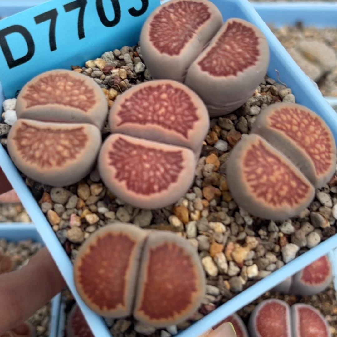 7703红窗菊五颗。