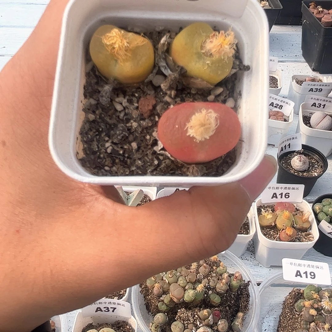 1113–番杏福利a45