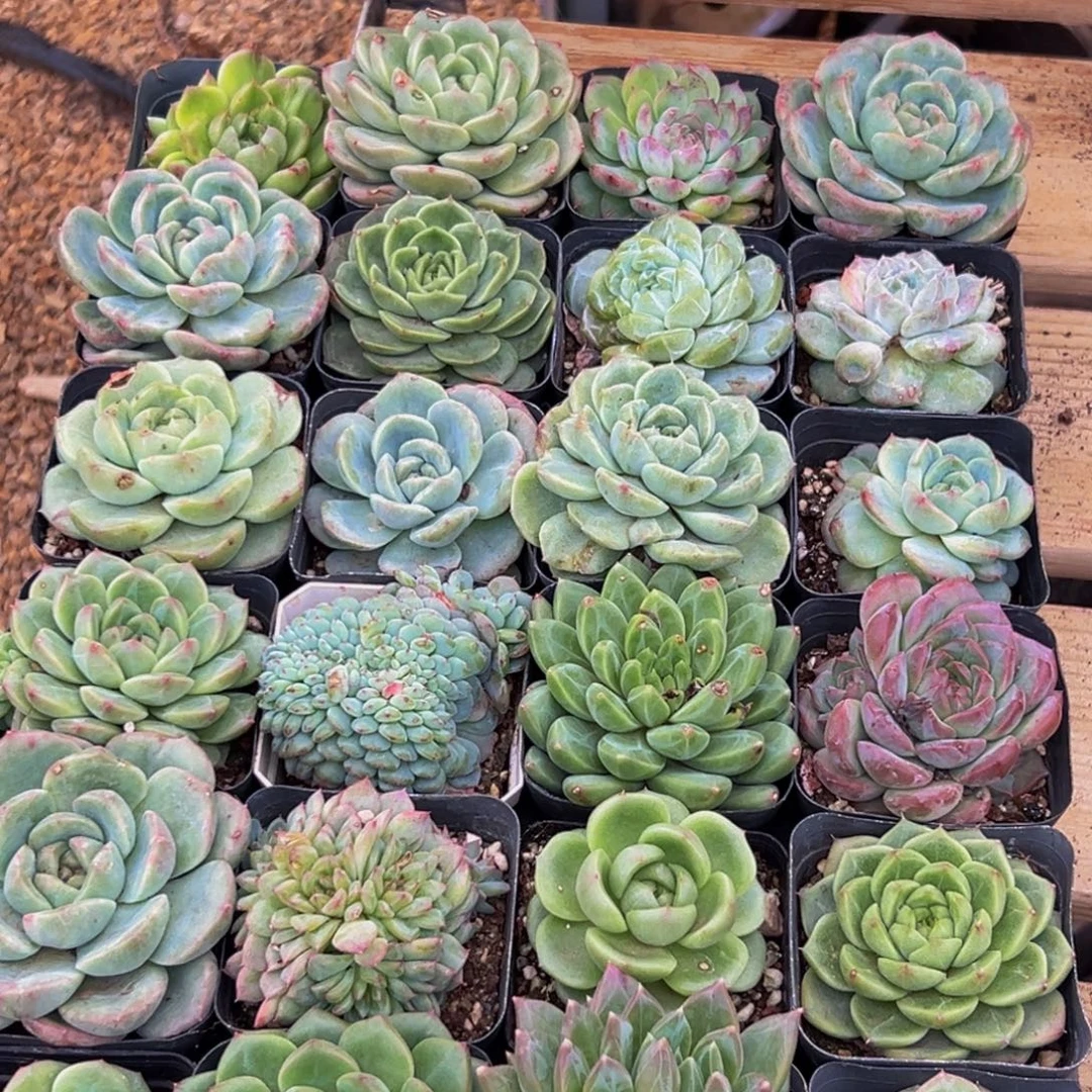 156大热天的一天从早上开始