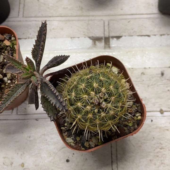 金罗萨特价福利包邮