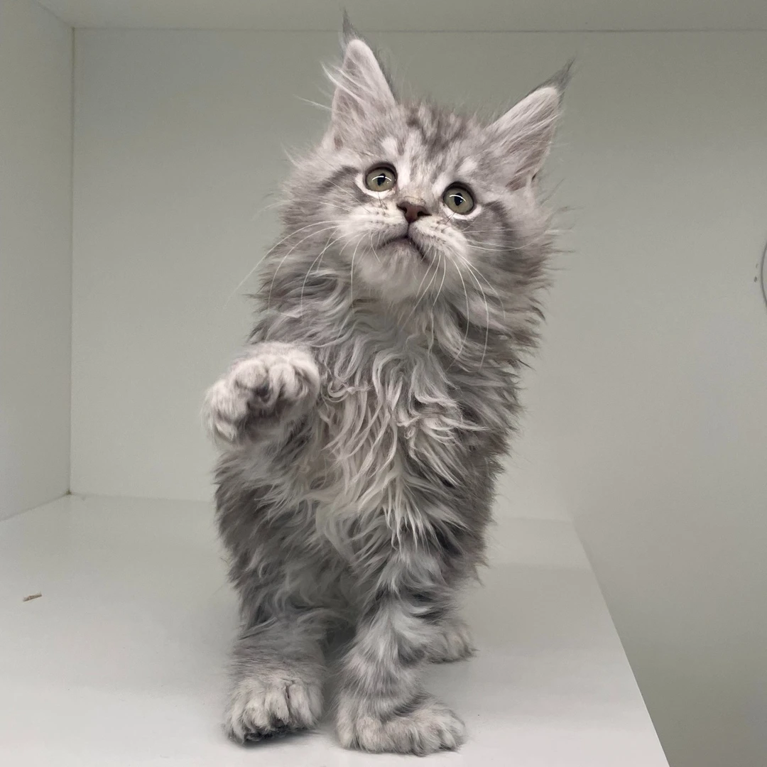 银虎缅因猫 4348妹妹—大天使缅因猫舍