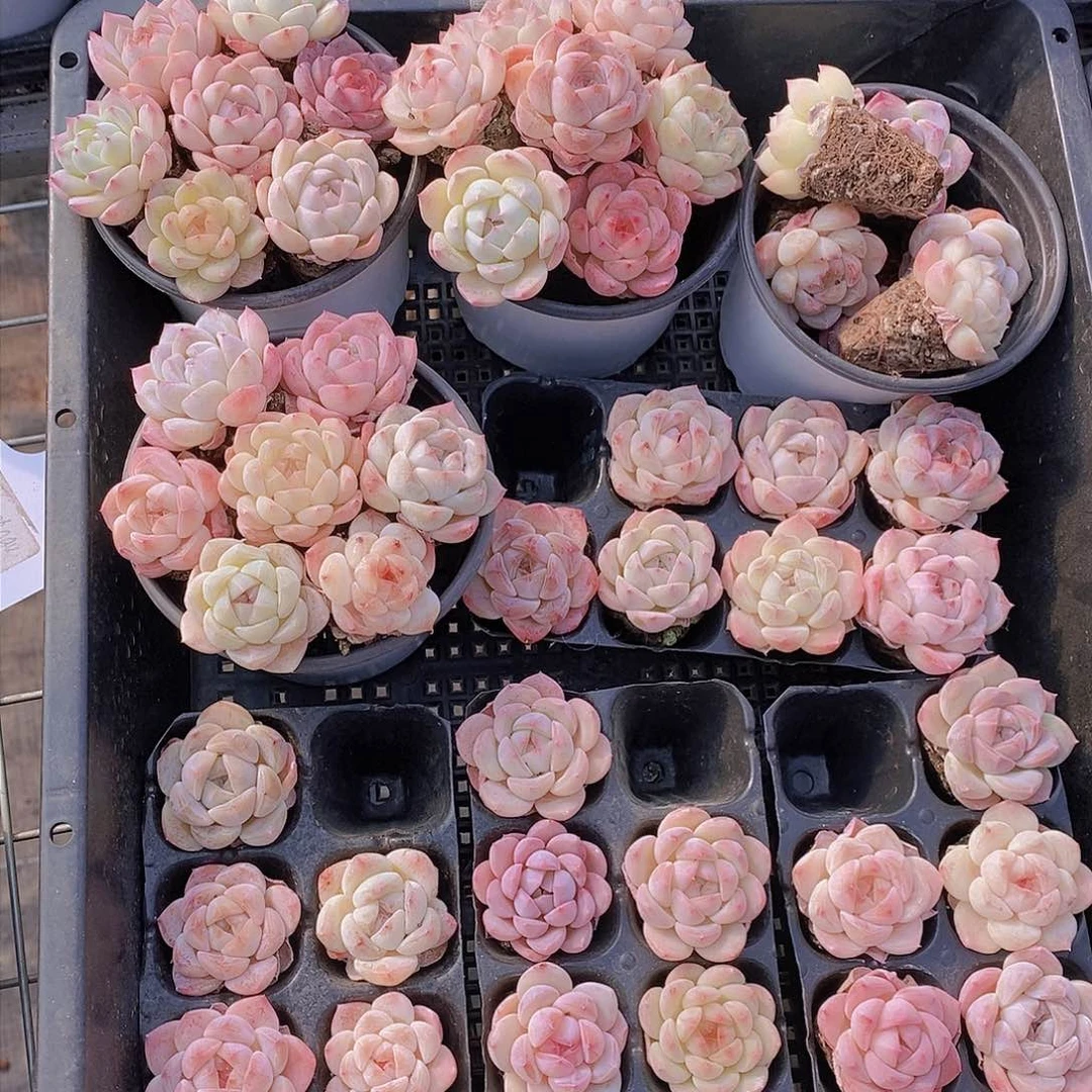 0124-穴盘小糖心单头7颗 量拍