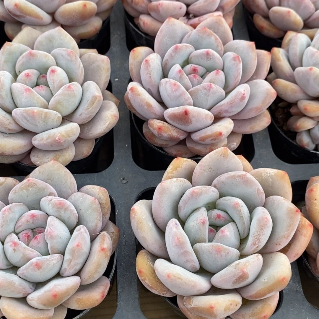 166。芬达美人。单头。