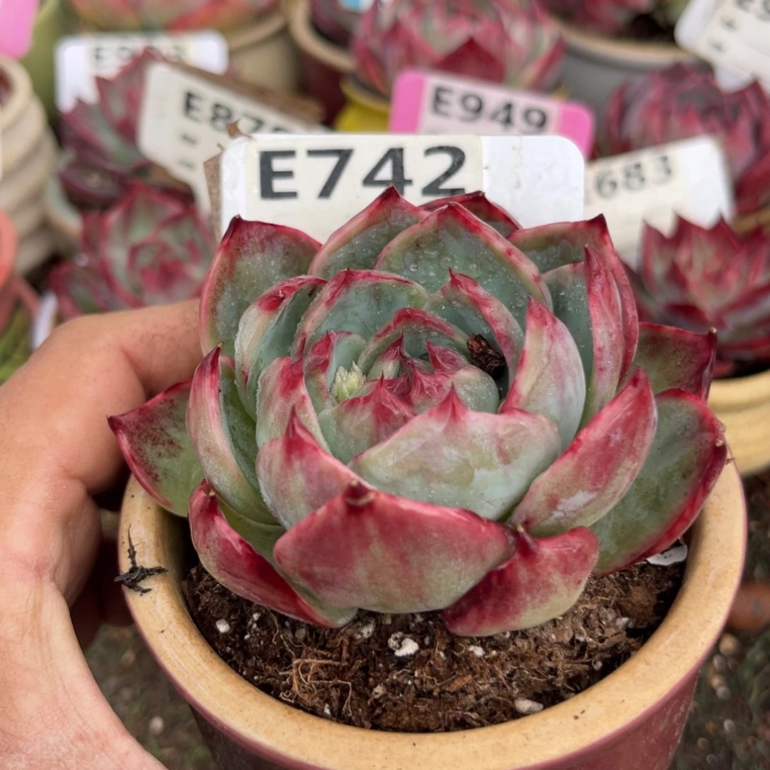 惊鸿一瞥742号多肉