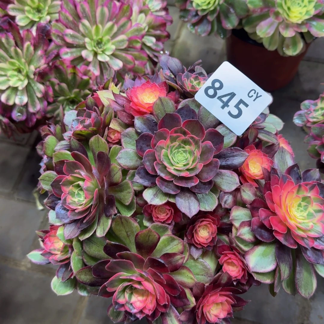 朵***朵多肉植物845黑魔锦