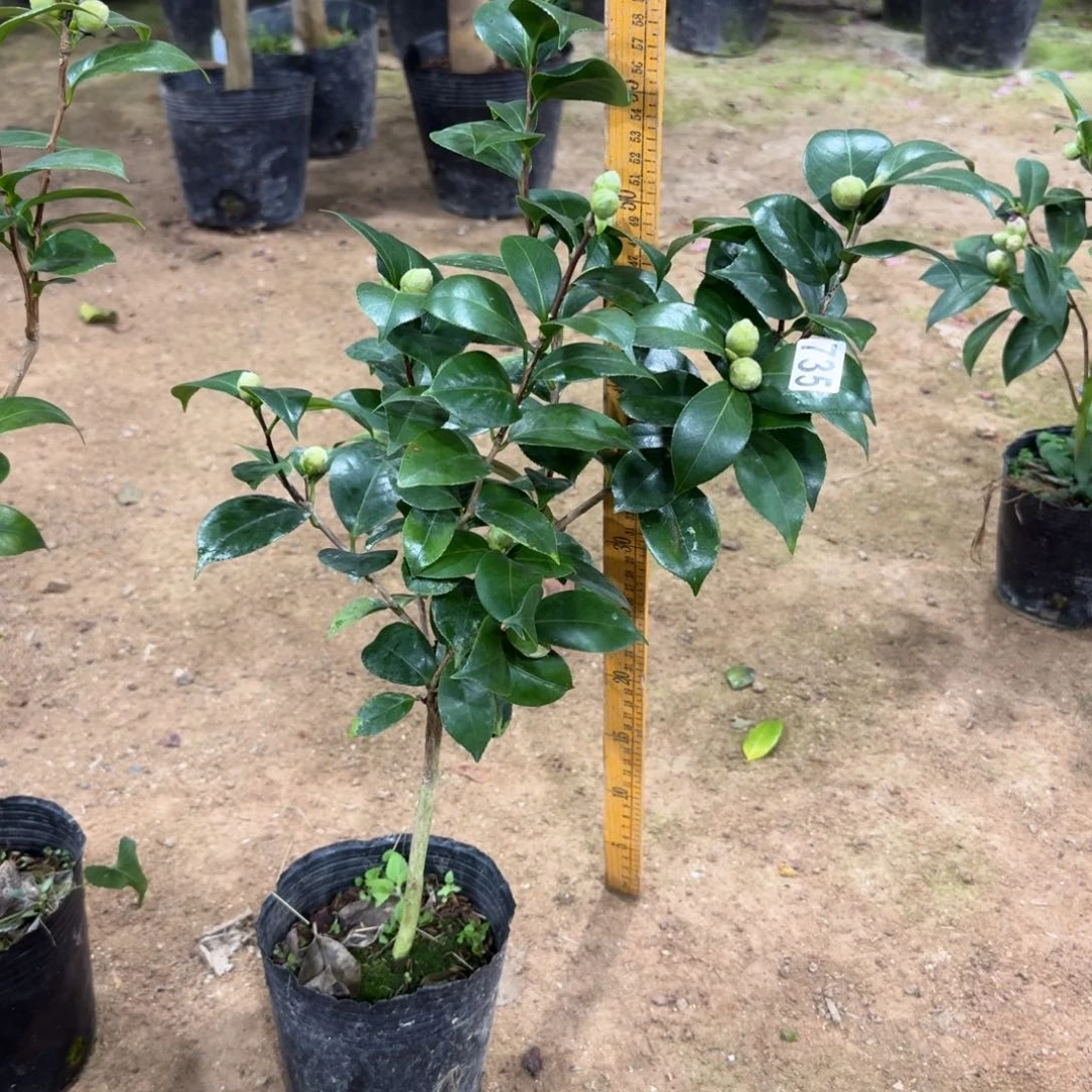 少量花朵（建议范围：2朵-5朵 或40%以下）735十八