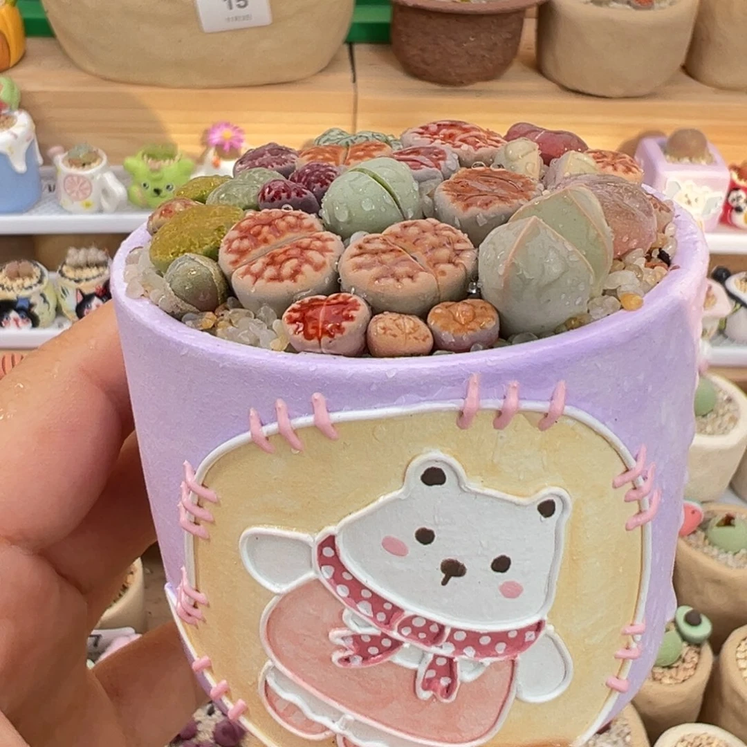 多肉植物34号彩色