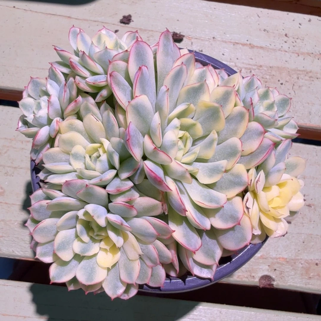 梦幻玫瑰锦，锦上园艺一物一拍