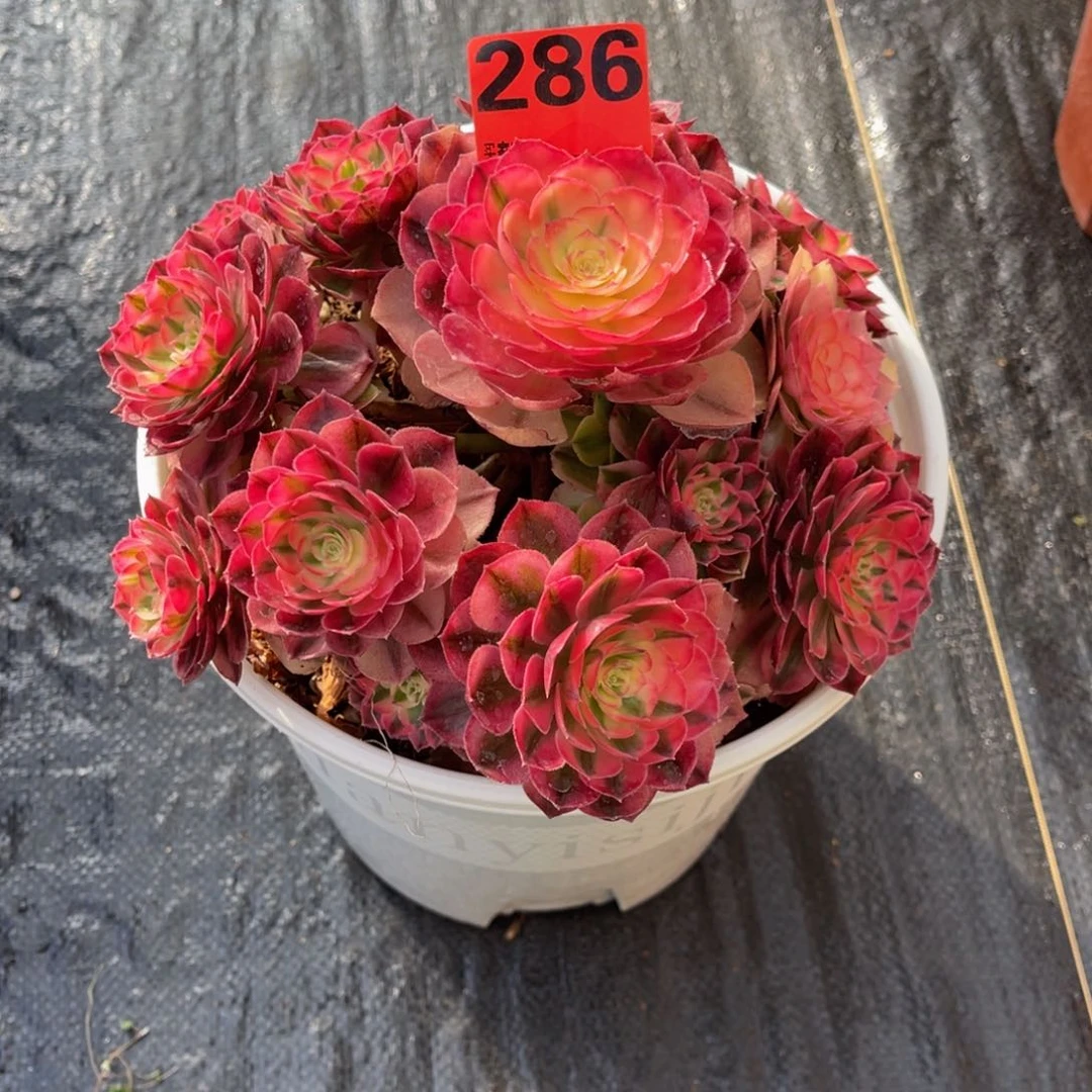 ?***?286多肉法师倾城