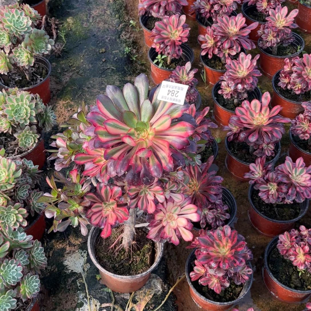 284花蝴蝶砍过多肉植物法师