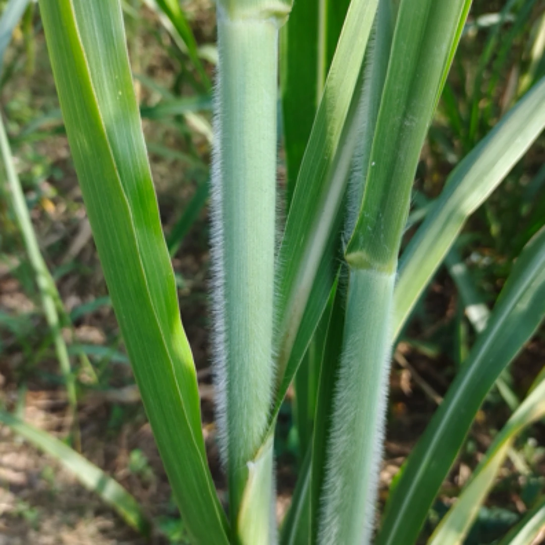 大叶皇竹草 产量高 现砍现发货 绿色植物