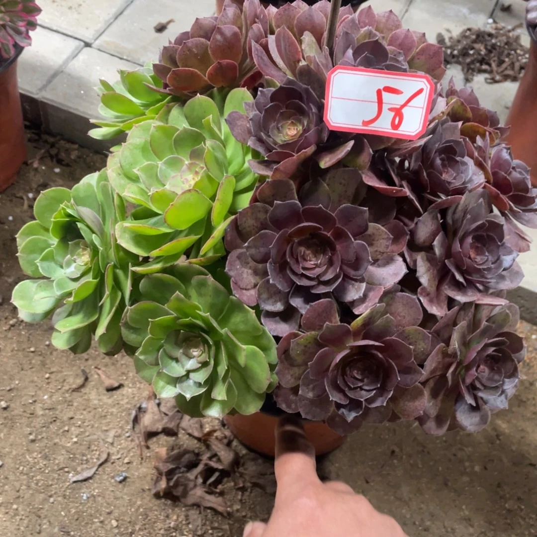 56号红魔青红配法师