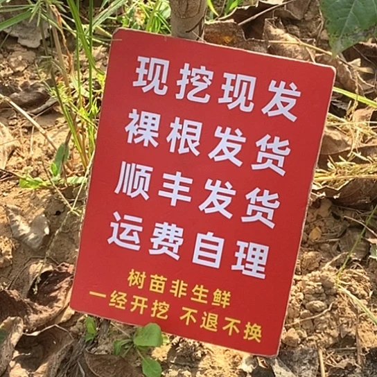 鹏***.文玩核桃吊坠南疆