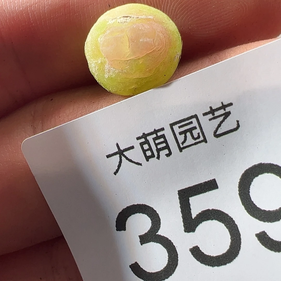 0000359 一物一拍……