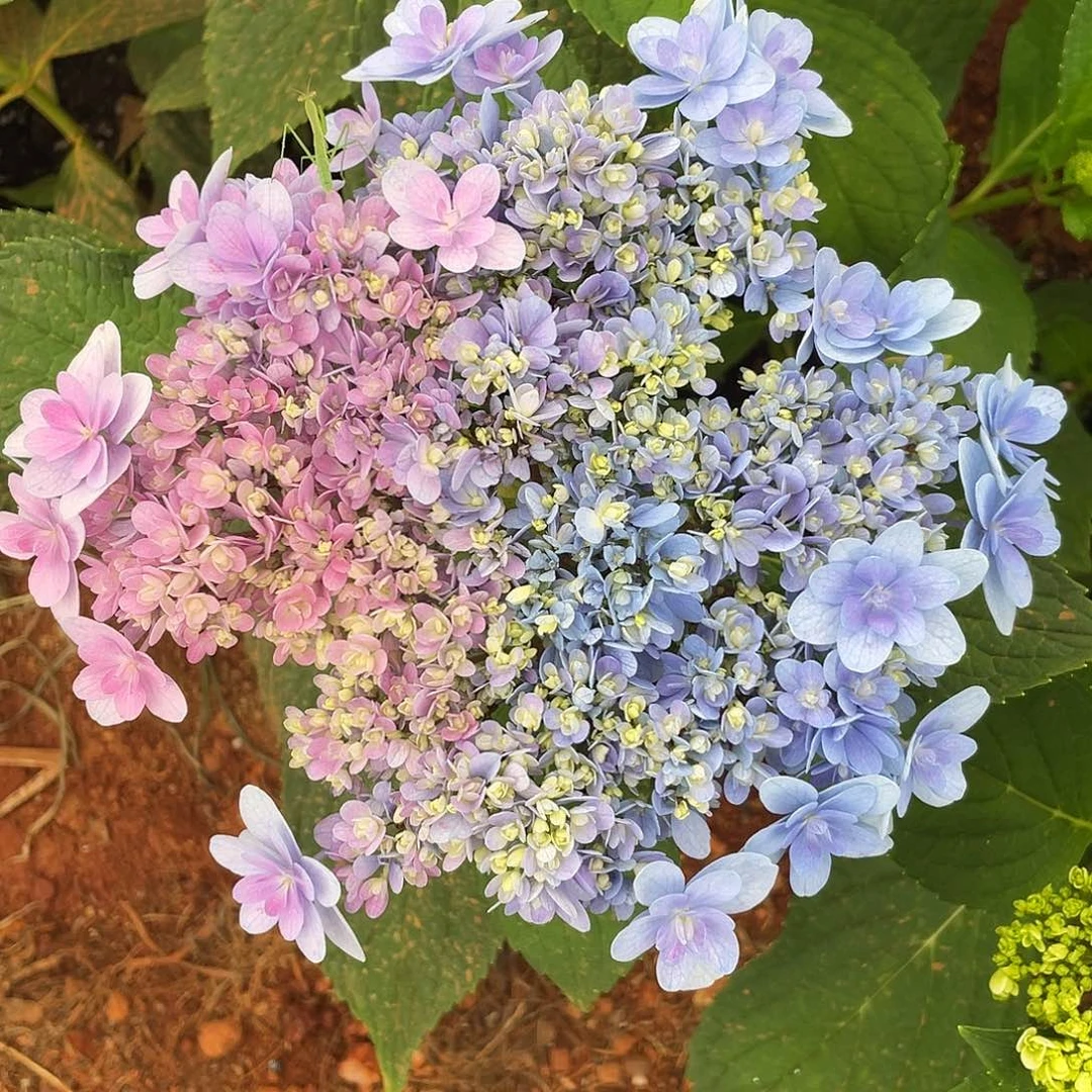 绣球切花一物一拍3枝包邮，19