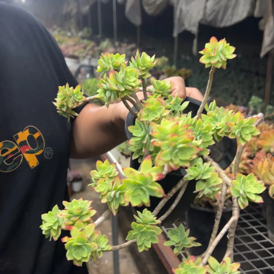 清扬薄化妆大盆，160杯