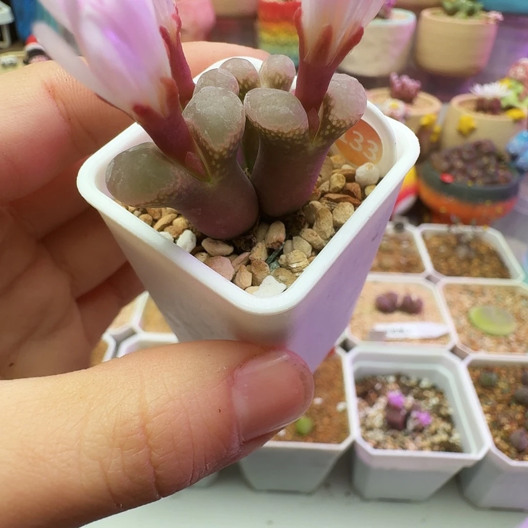 多肉植物福利风铃四头风铃133