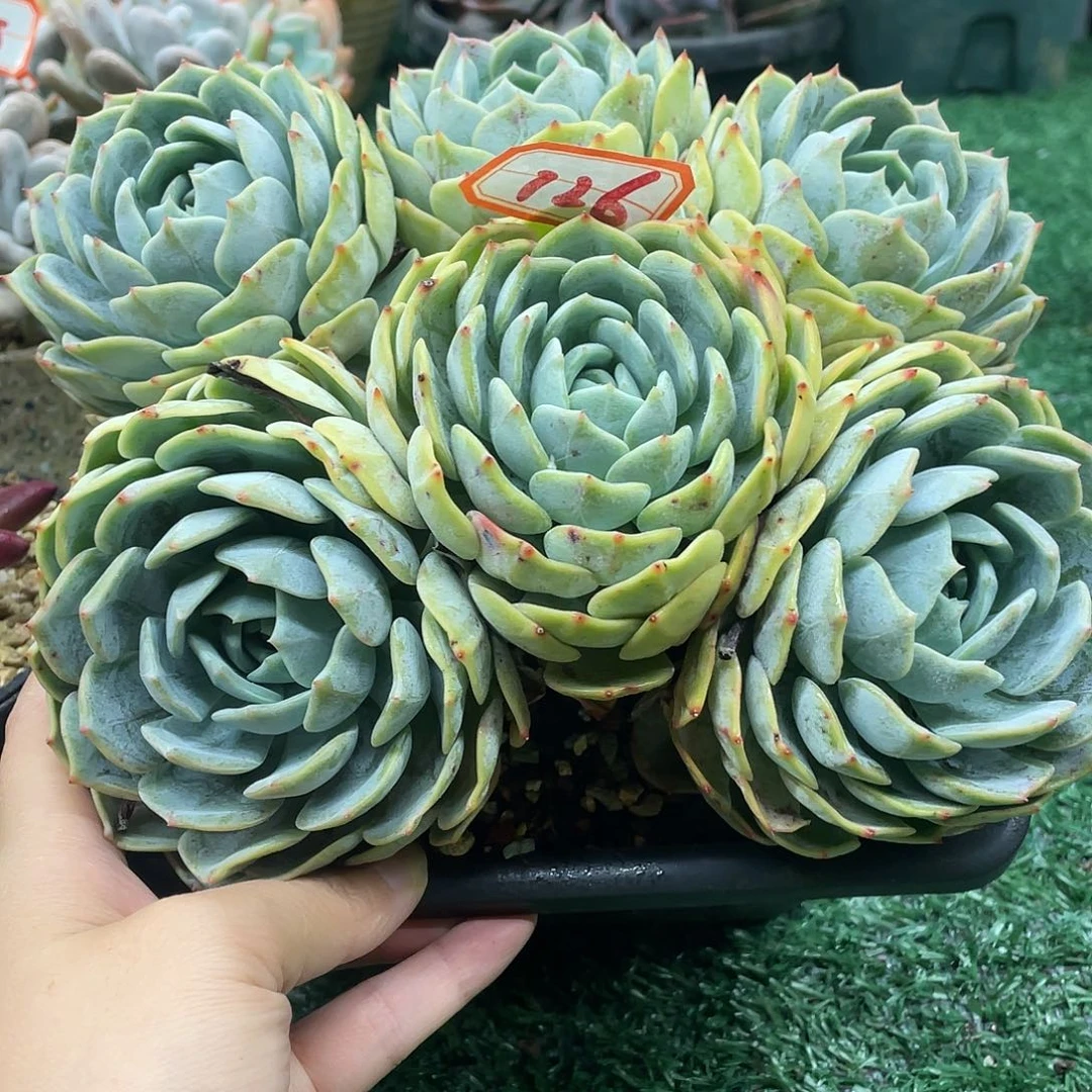 126一物一一拍一拍