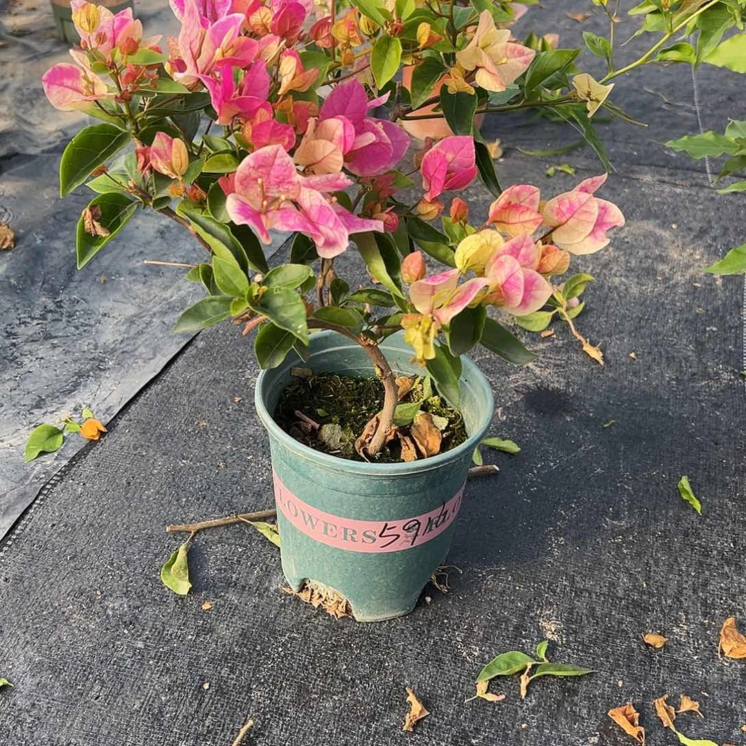 小***龚完全开放造型 漳红樱 5916