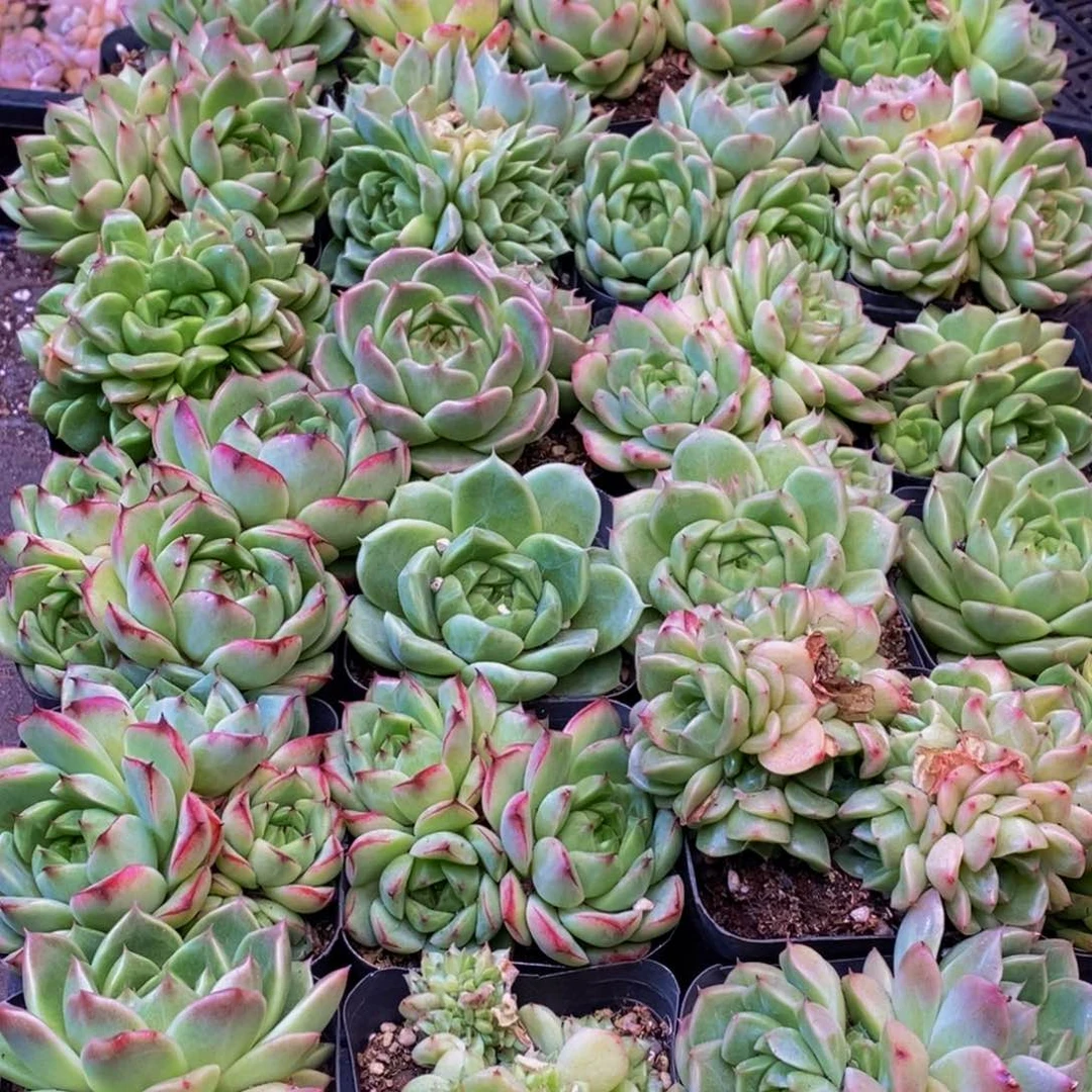 741多肉植物保护研究所两