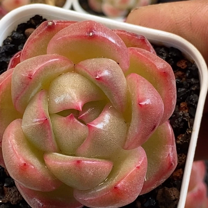 天官赐福百无禁忌