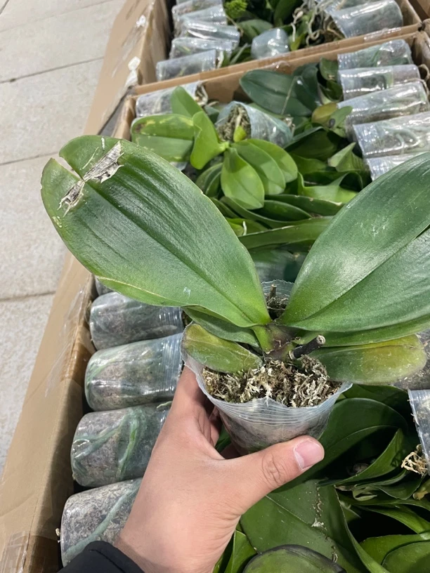 6棵一组蝴蝶兰叶损瑕疵盲盒2.5-2.8寸杯花后苗不接受任何售后