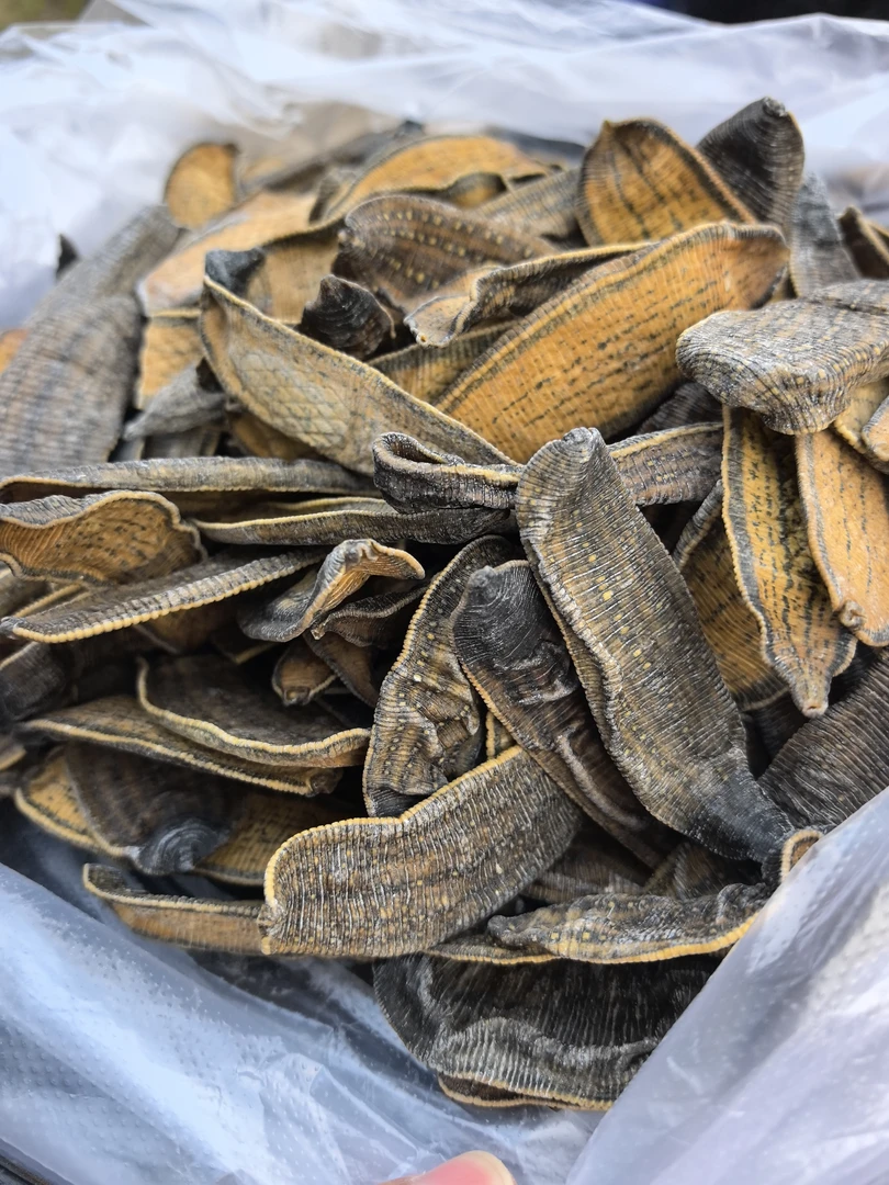 云南深山土特产农产品 水，蛭天然正宗