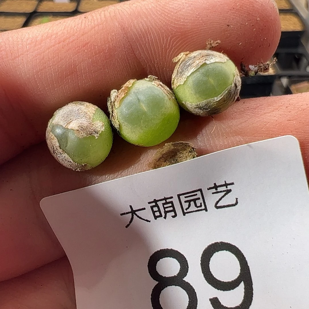 000089 一物一拍……