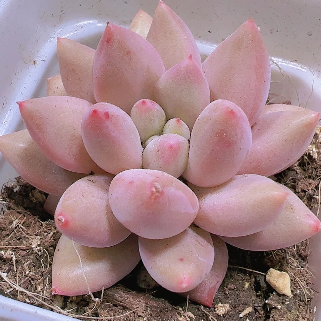 红蜻蜓带盆带土19包邮