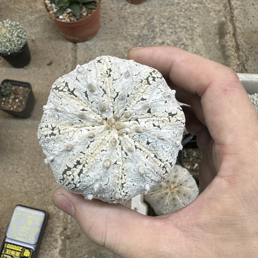 仙人球直播综合链接超兜星兜