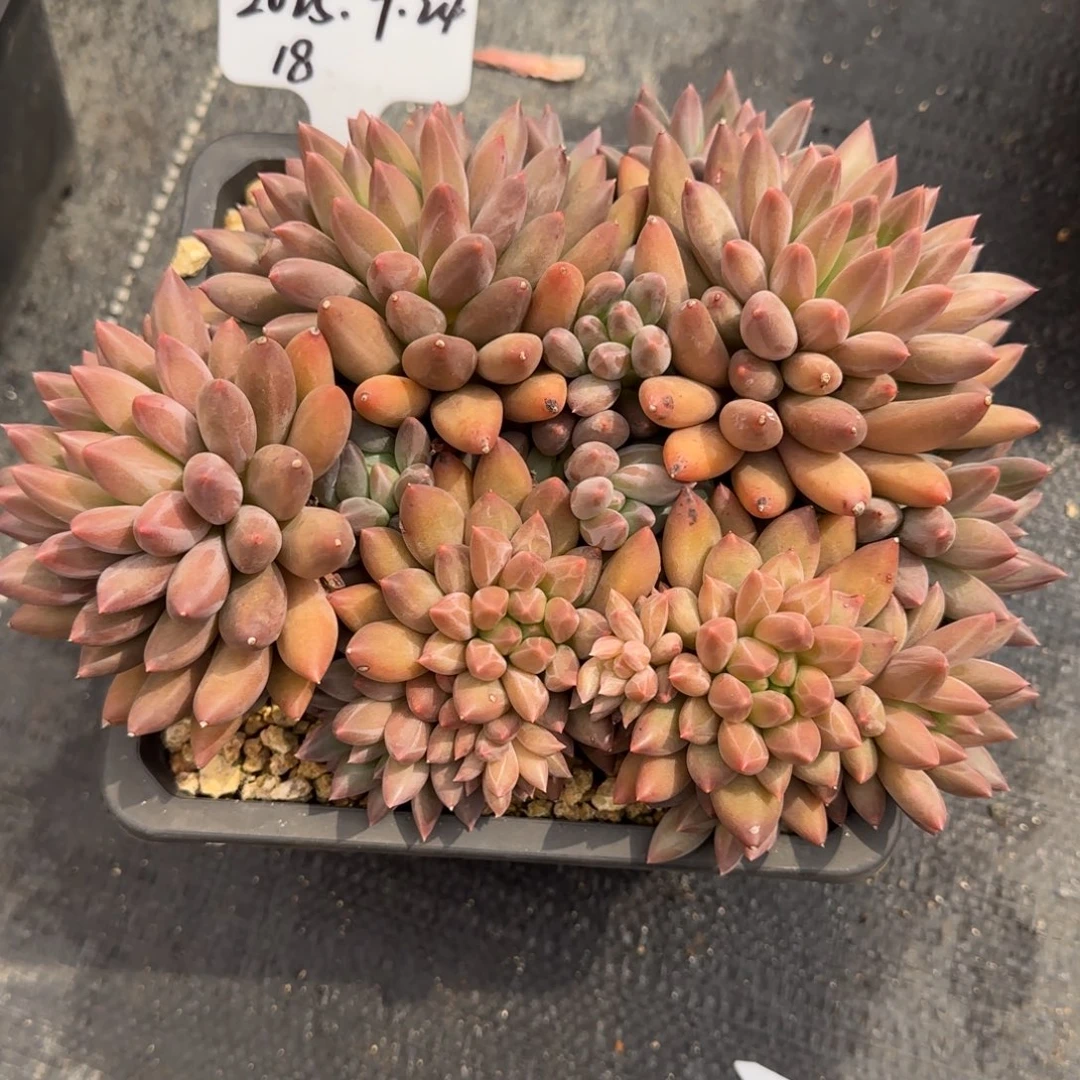 一物一拍水晶球sp18