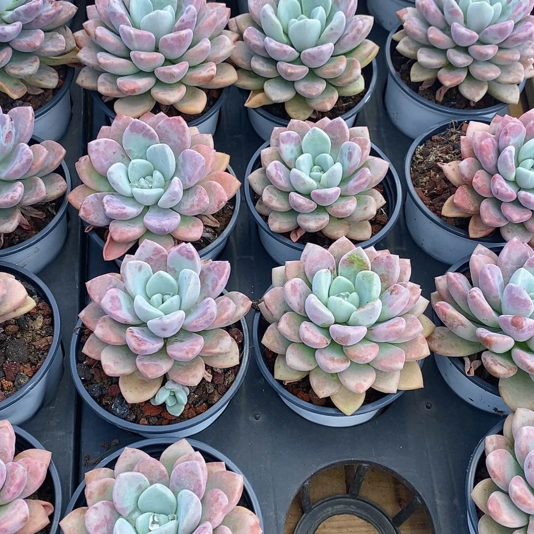 花班鹿单头，福利