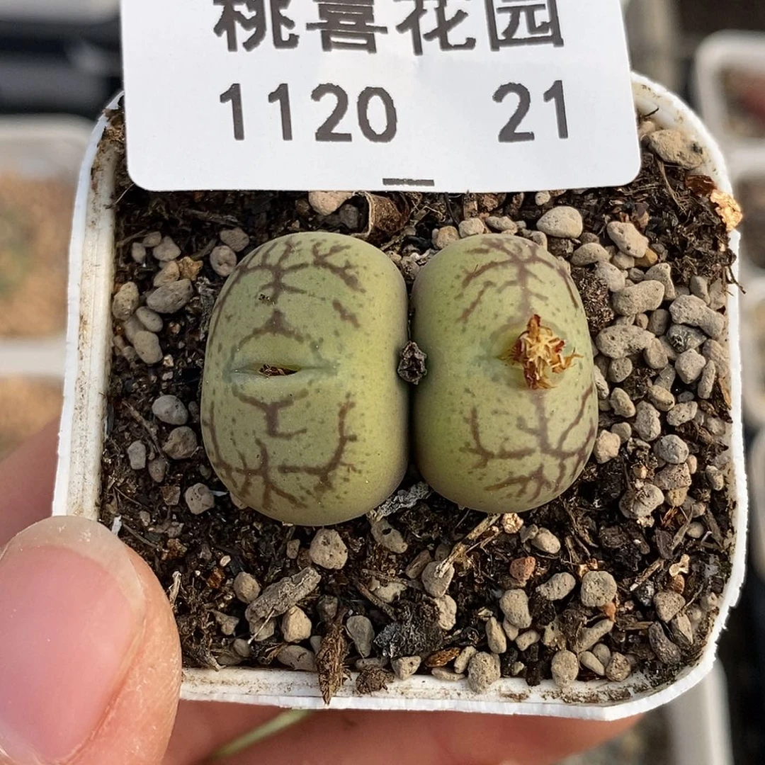 20-21-杂交福利。