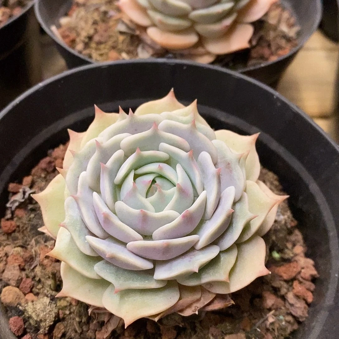 65。露娜莲单头。福利多多