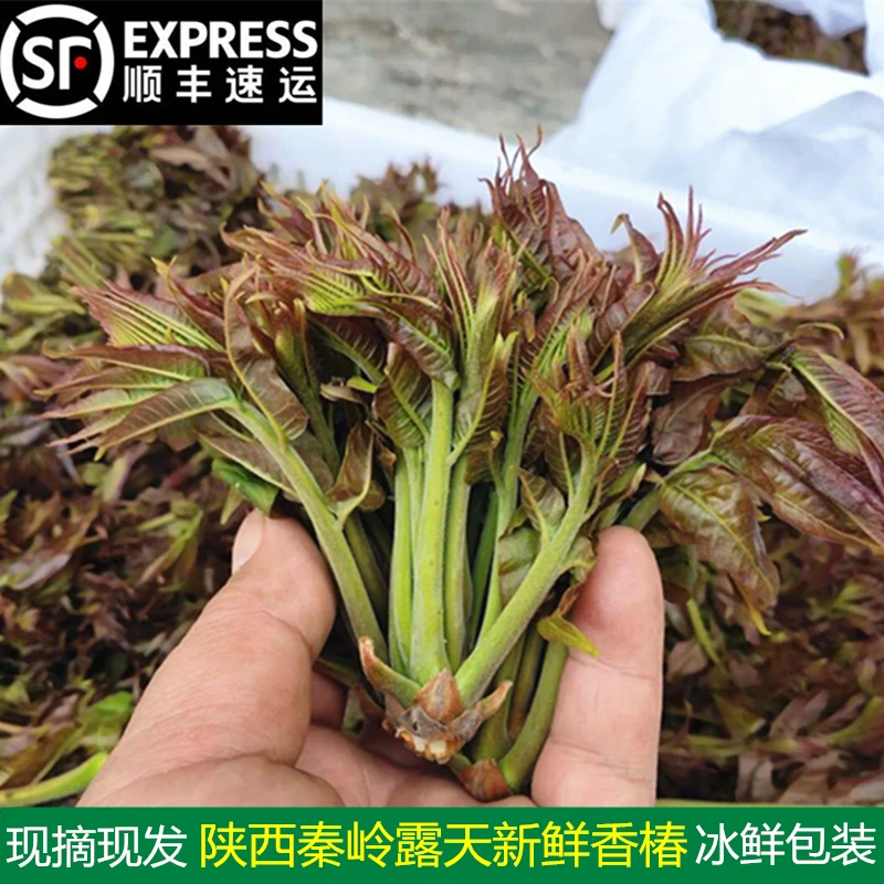 2025头茬陕西秦岭露天香椿芽新鲜蔬菜1/2/3/4斤叶菜嫩芽现摘现发