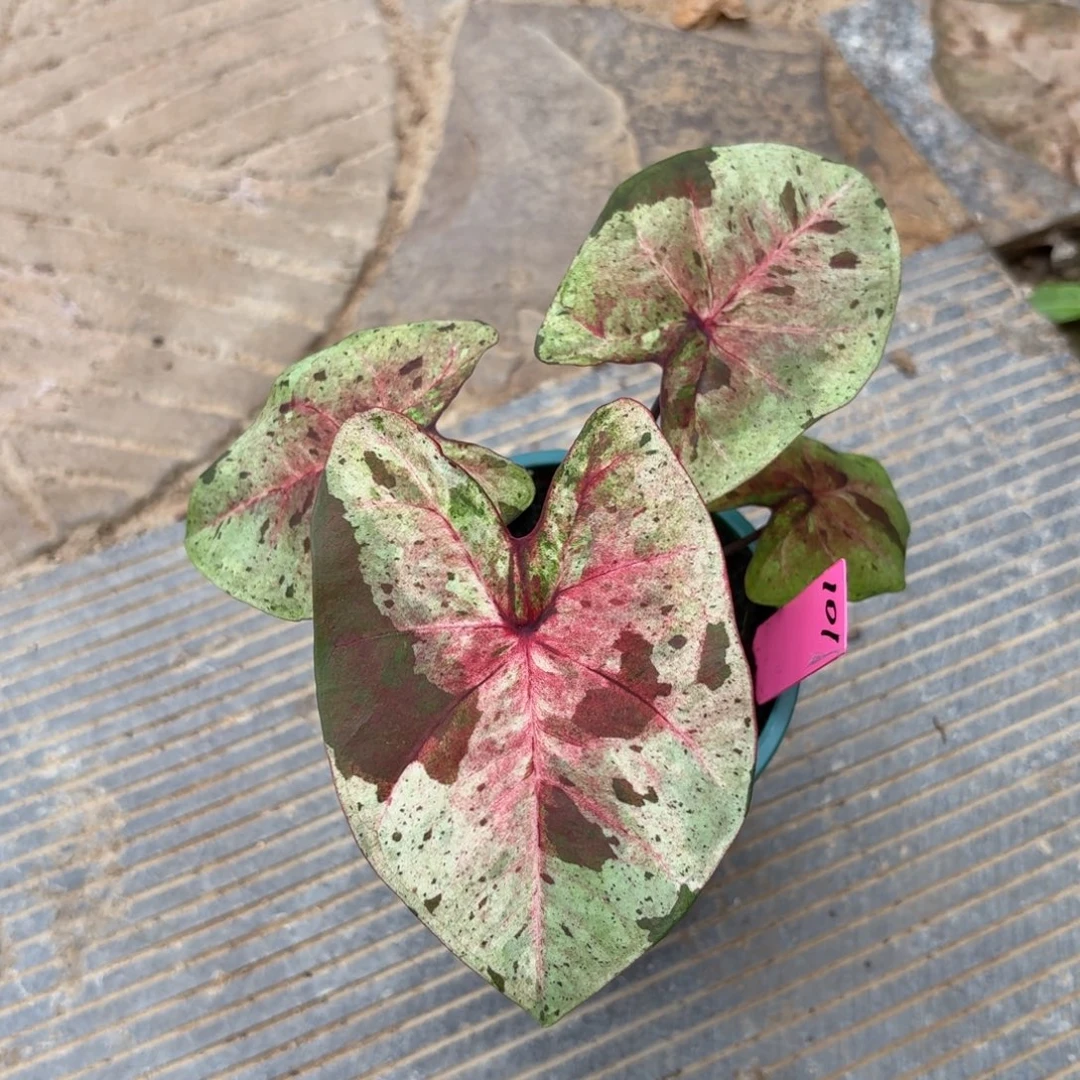 ****n达摩泰国彩叶芋101-0928